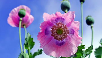 Картинка цветы маки розовый мак макро