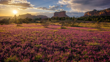 Картинка природа луга луг лето