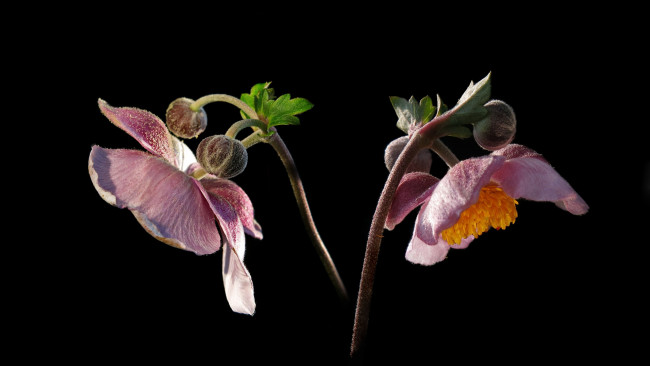 Обои картинки фото цветы, анемоны,  сон-трава, анемон