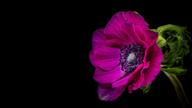 Обои картинки фото цветы, анемоны,  сон-трава, анемон