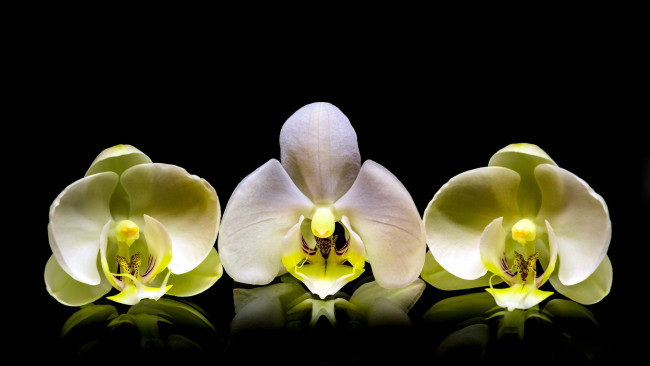 Обои картинки фото цветы, орхидеи, трио