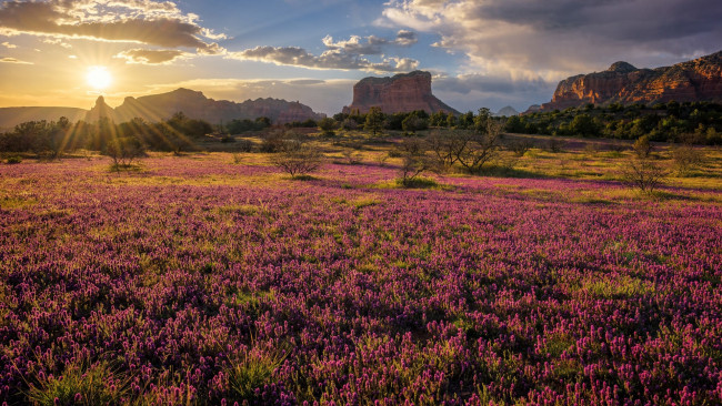 Обои картинки фото природа, луга, луг, лето