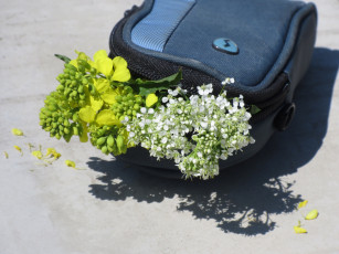 Картинка цветы разные+вместе букетик