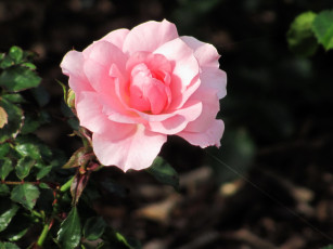 Картинка цветы розы розовая роза