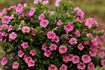 Картинка цветы петунии +калибрахоа розовые