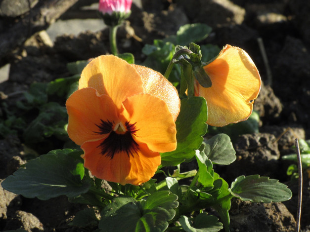 Обои картинки фото цветы, анютины глазки , садовые фиалки, анютины, глазки