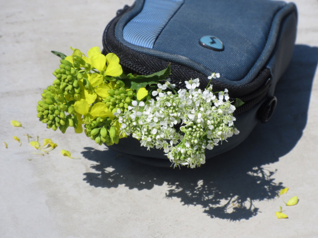 Обои картинки фото цветы, разные вместе, букетик