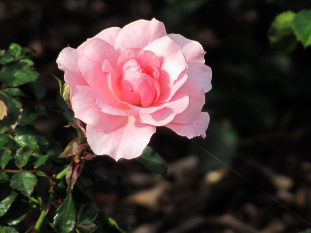 Обои картинки фото цветы, розы, розовая, роза