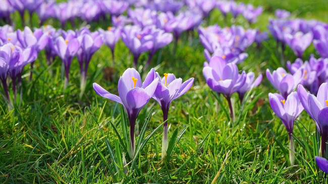 Обои картинки фото цветы, крокусы, лиловые, весна