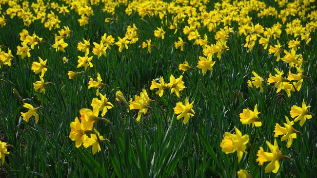Обои картинки фото цветы, нарциссы, желтые, весна