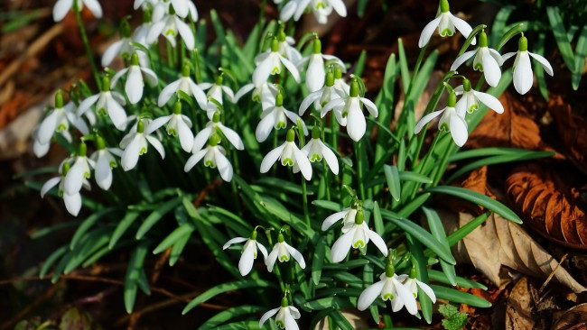 Обои картинки фото цветы, подснежники,  белоцветники,  пролески, первоцветы