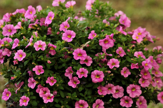 Обои картинки фото цветы, петунии,  калибрахоа, розовые