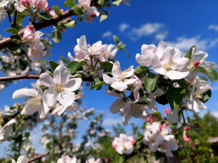 Картинка цветы цветущие+деревья+ +кустарники яблоня цветение весна 2022