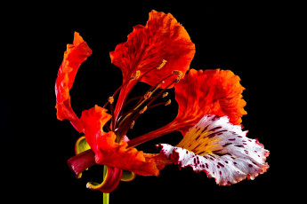 Картинка цезальпиния цветы