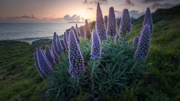 Картинка синяк+белеющий цветы синяк белеющий