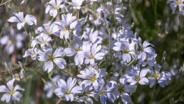 Картинка звездчатка цветы