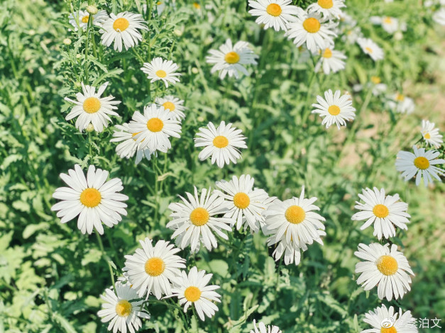 Обои картинки фото цветы, ромашки