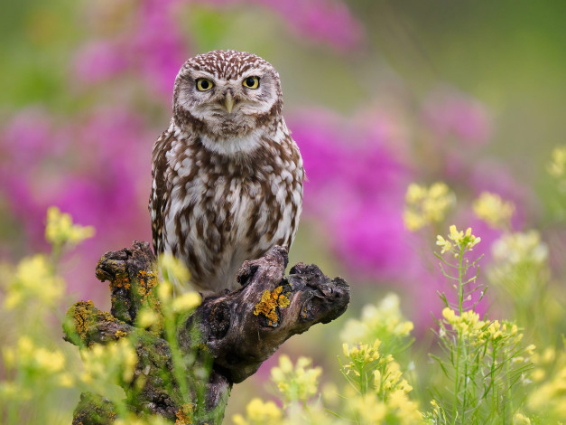 Обои картинки фото животные, совы, взгляд, цветы, сова, птица, поляна, коряга, рапс, сыч