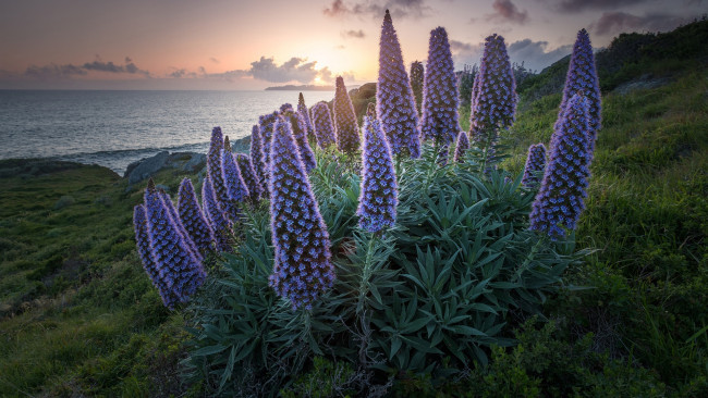 Обои картинки фото синяк белеющий, цветы, синяк, белеющий