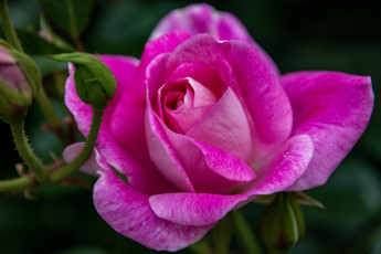 Картинка цветы розы розовая роза макро