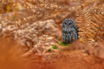 Картинка животные совы сова