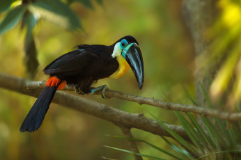 Картинка животные туканы тукан