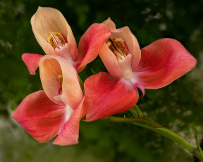 Картинка цветы орхидеи