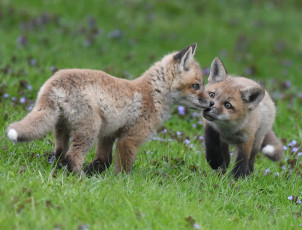 Картинка животные лисы лисята