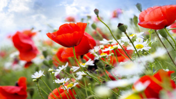 Картинка цветы разные+вместе ромашки маки луг