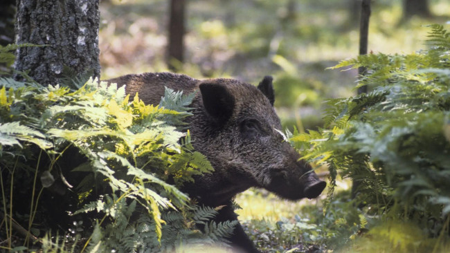 Обои картинки фото животные, свиньи,  кабаны, лec, прирoда, кабан, хищник