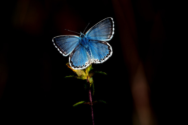 Обои картинки фото животные, бабочки,  мотыльки,  моли, бабочка