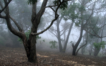 Картинка природа лес деревья роща туман