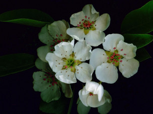 Картинка цветы цветущие деревья кустарники