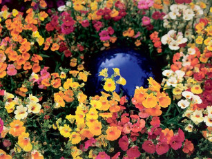 Картинка цветы лантана вербена