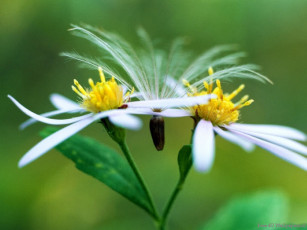 Картинка цветы луговые полевые