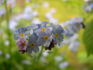 Картинка цветы незабудки