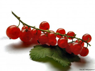 Картинка еда смородина