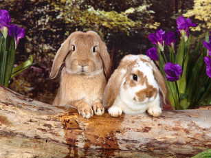 Картинка животные кролики зайцы