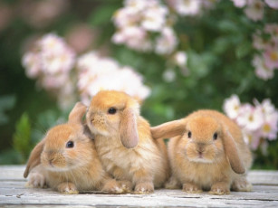 Картинка животные кролики зайцы