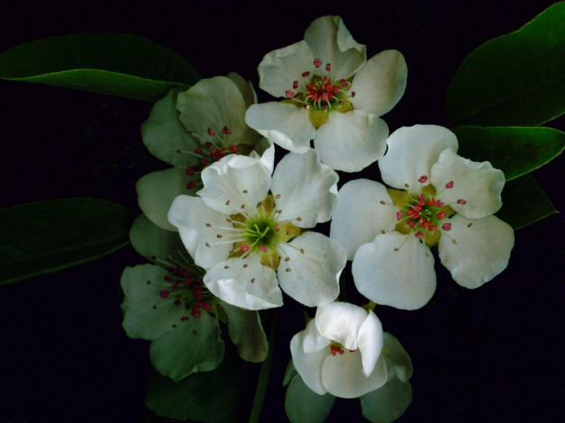 Обои картинки фото цветы, цветущие, деревья, кустарники