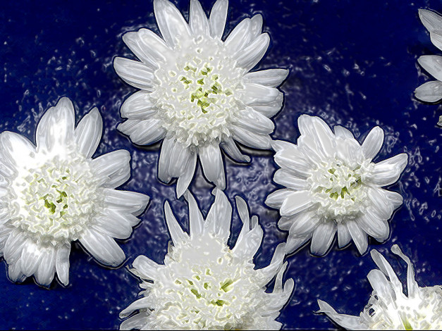 Обои картинки фото цветы, герберы