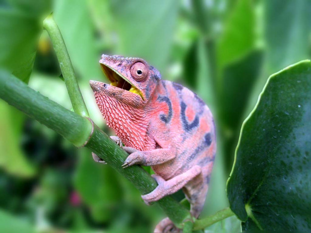 Обои картинки фото животные, хамелеоны