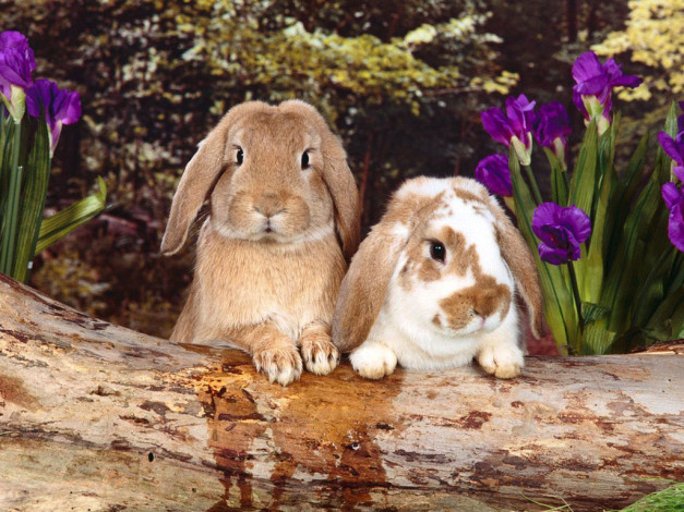 Обои картинки фото животные, кролики, зайцы