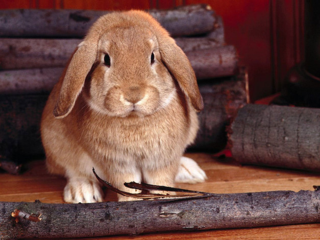Обои картинки фото животные, кролики, зайцы