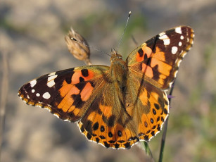 Картинка urman лучах утреннего солнца животные бабочки