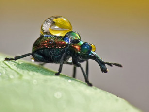 Картинка urman водонос животные насекомые