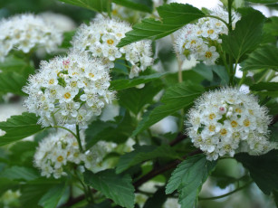 Картинка цветы цветущие деревья кустарники