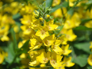 Картинка цветы луговые полевые