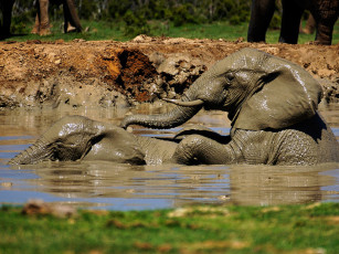 Картинка животные слоны