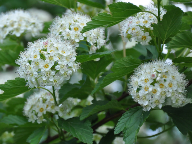 Обои картинки фото цветы, цветущие, деревья, кустарники